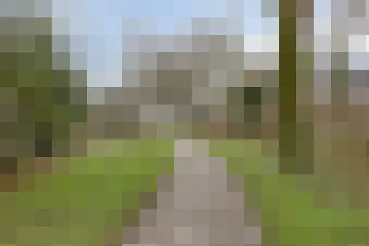Goudplevier 151 Oss thumbnail 26
