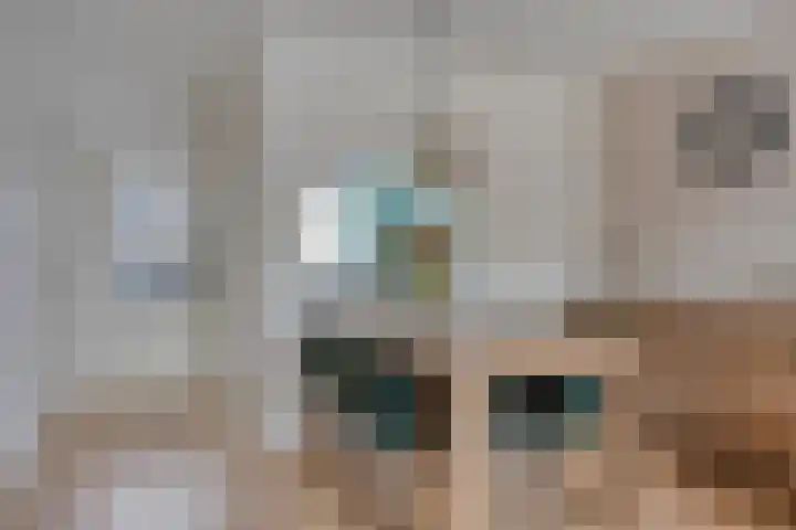 Goudplevier 151 Oss thumbnail 6