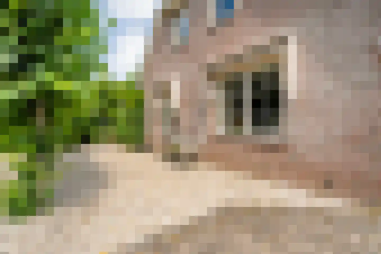 Goudplevier 2 Raalte thumbnail 11