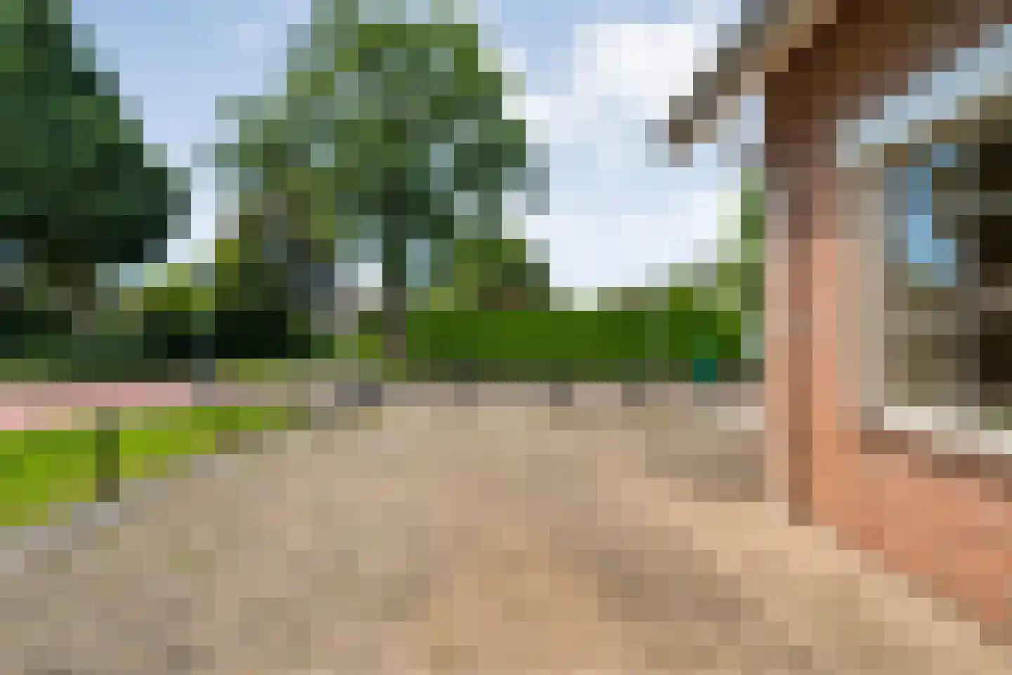 Goudplevier 2 Raalte thumbnail 12