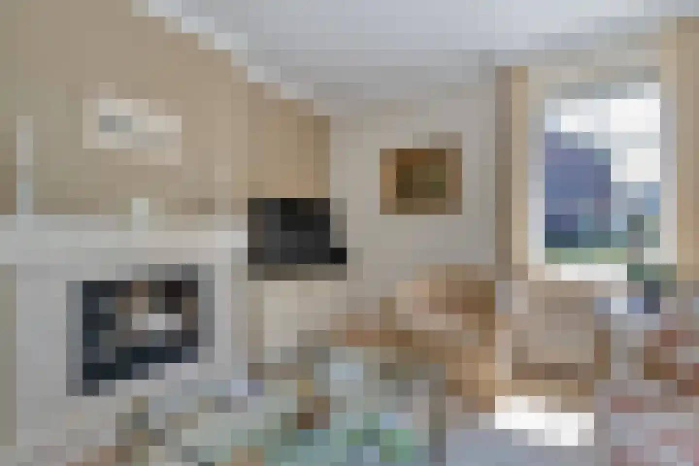 Goudplevier 2 Raalte thumbnail 26