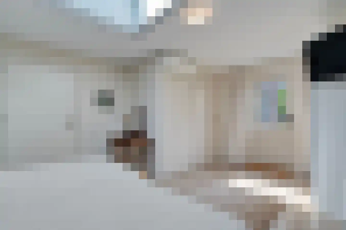 Goudplevier 2 Raalte thumbnail 34