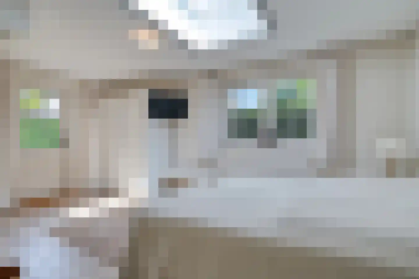 Goudplevier 2 Raalte thumbnail 35