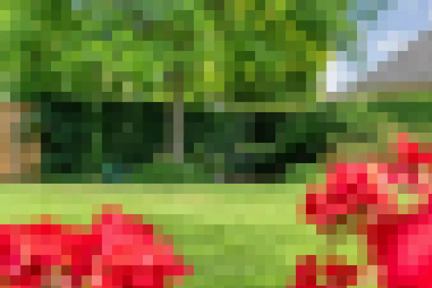 Goudplevier 2 Raalte thumbnail 58