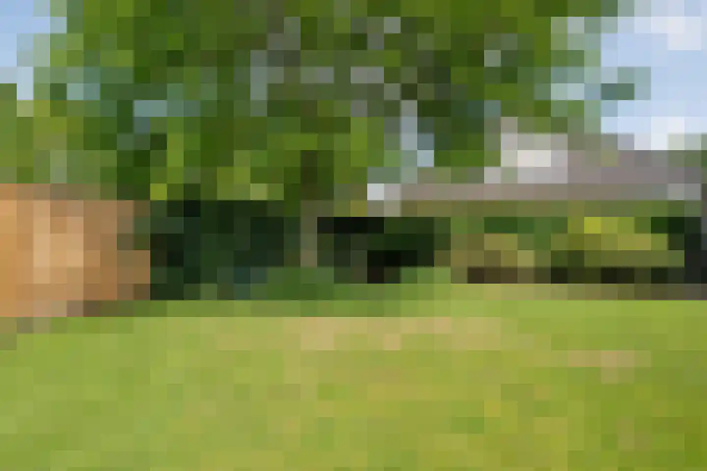 Goudplevier 2 Raalte thumbnail 63