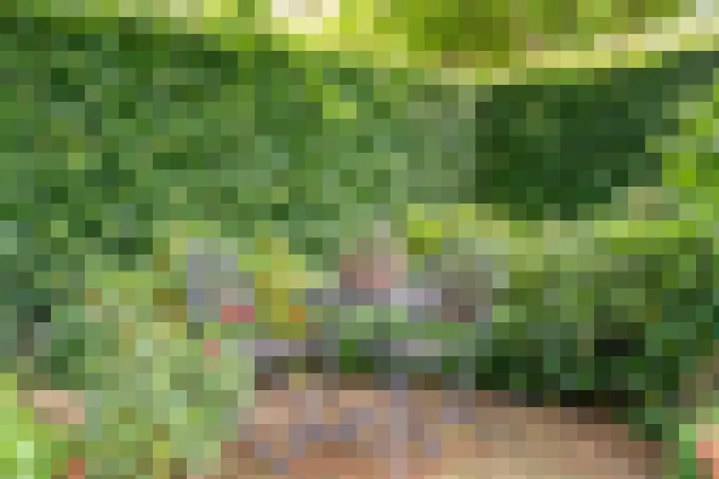 Goudplevier 2 Raalte thumbnail 64