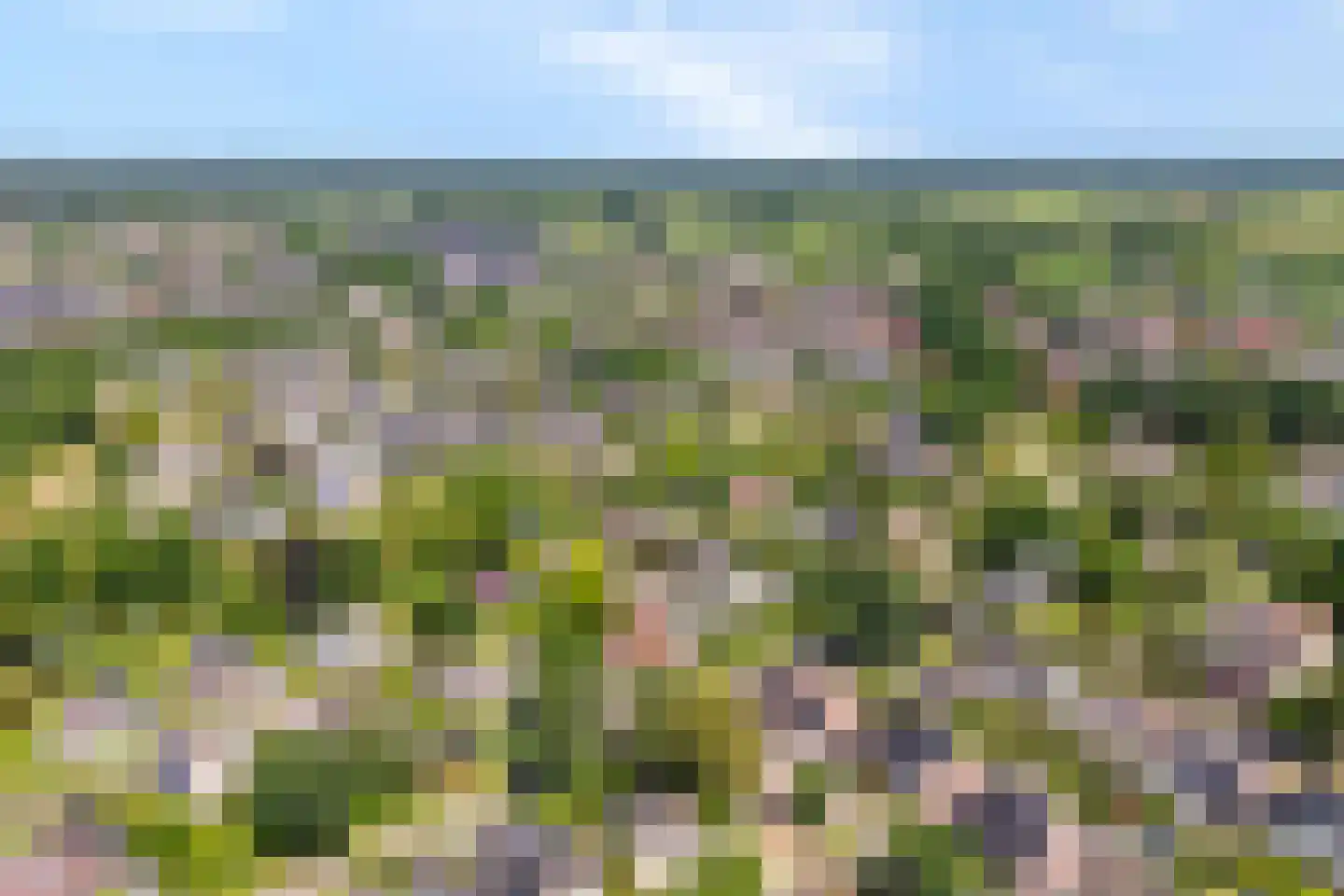 Goudplevier 2 Raalte thumbnail 67