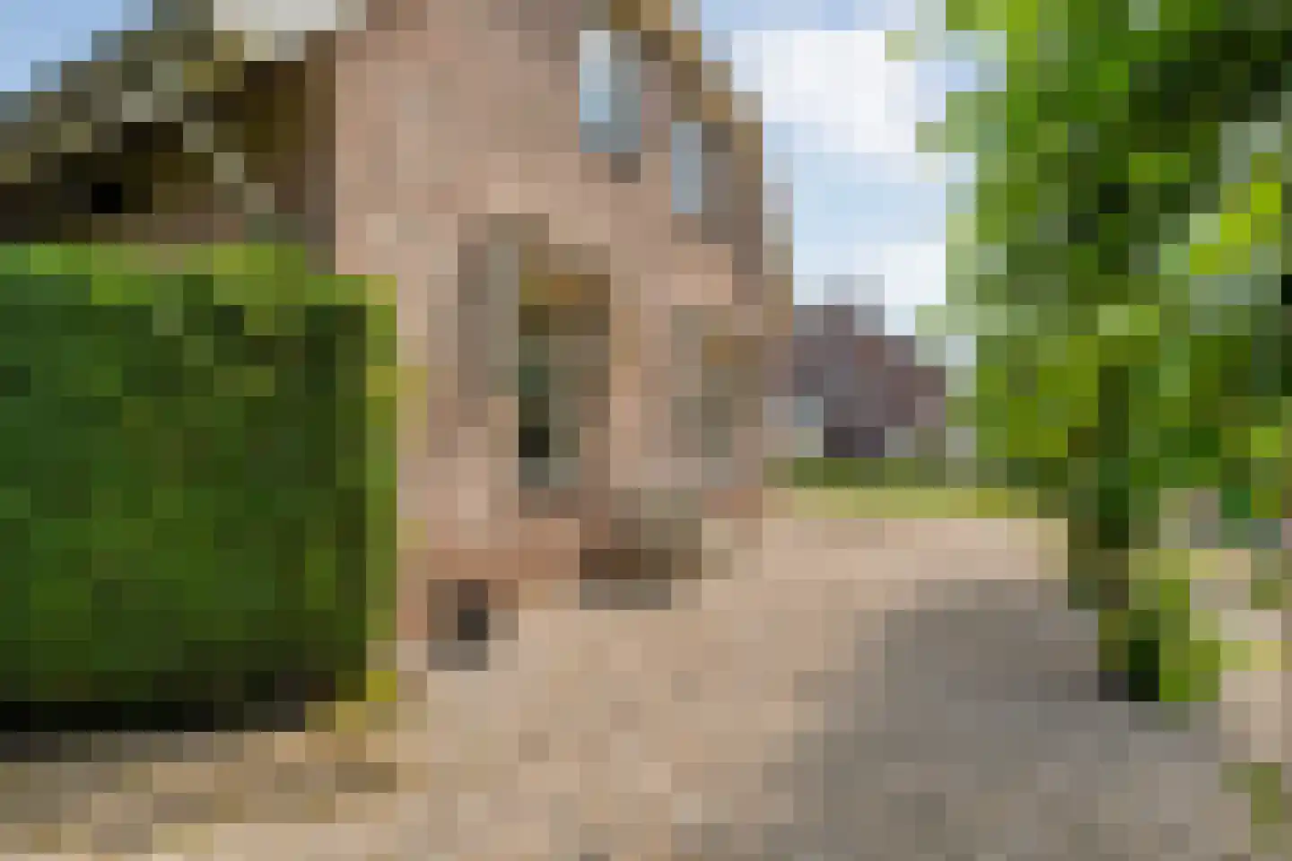 Goudplevier 2 Raalte thumbnail 8