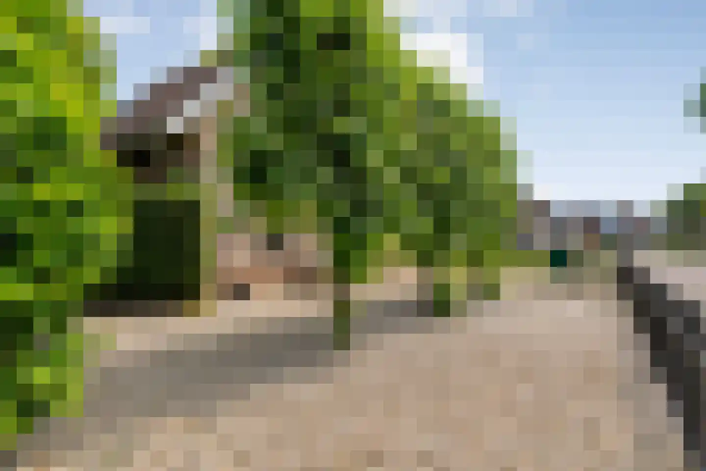 Goudplevier 2 Raalte thumbnail 9
