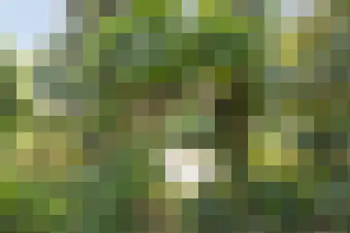 Goudplevier 25 Ouderkerk aan de Amstel thumbnail 4