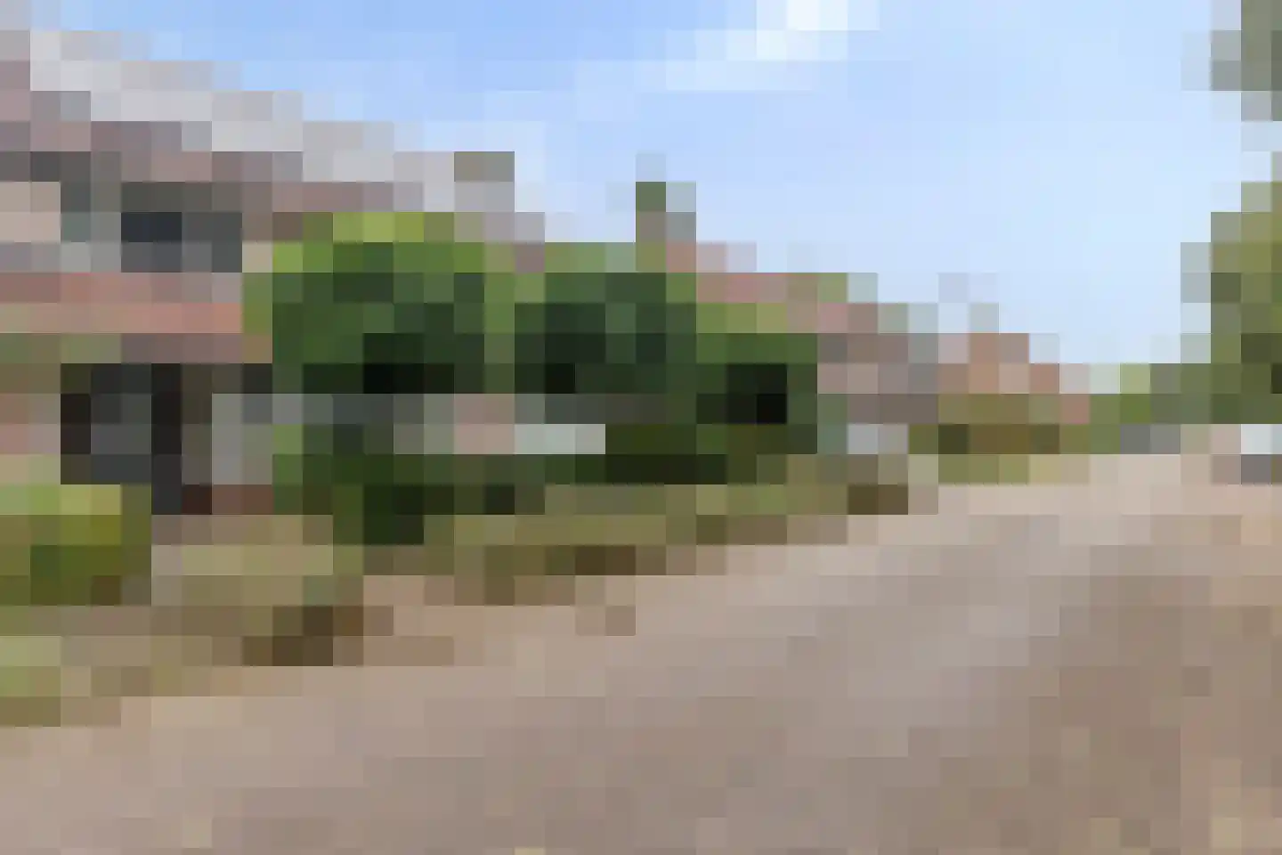 Goudplevier 31 's-Hertogenbosch thumbnail 32