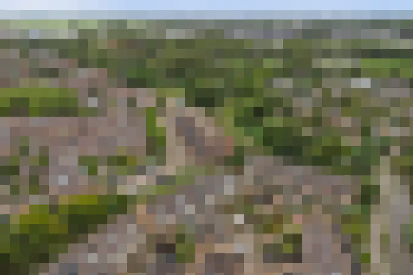 Goudplevier 35 Bodegraven thumbnail 55