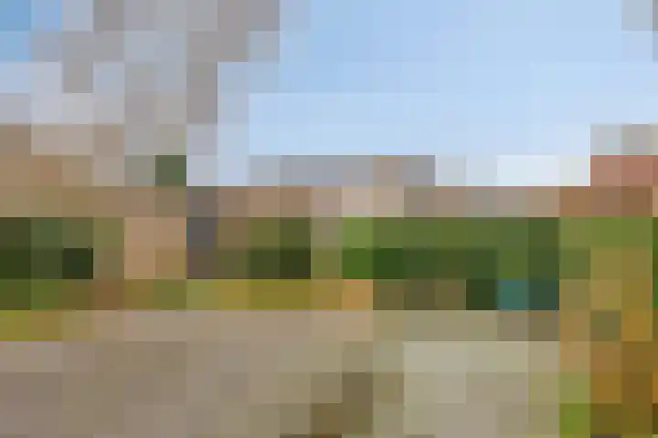 Goudplevier 37 IJsselmuiden thumbnail 32