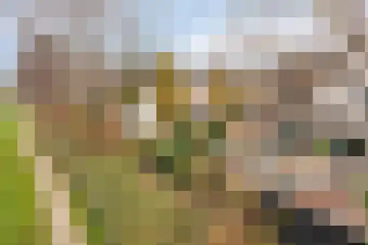 Goudplevier 37 IJsselmuiden thumbnail 36
