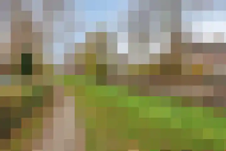 Goudplevier 37 IJsselmuiden thumbnail 37