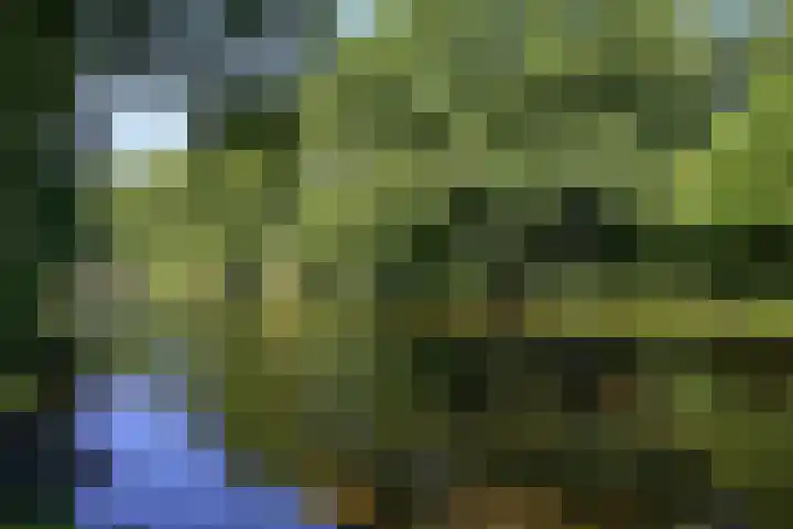 Goudplevier 38 Waspik thumbnail 11