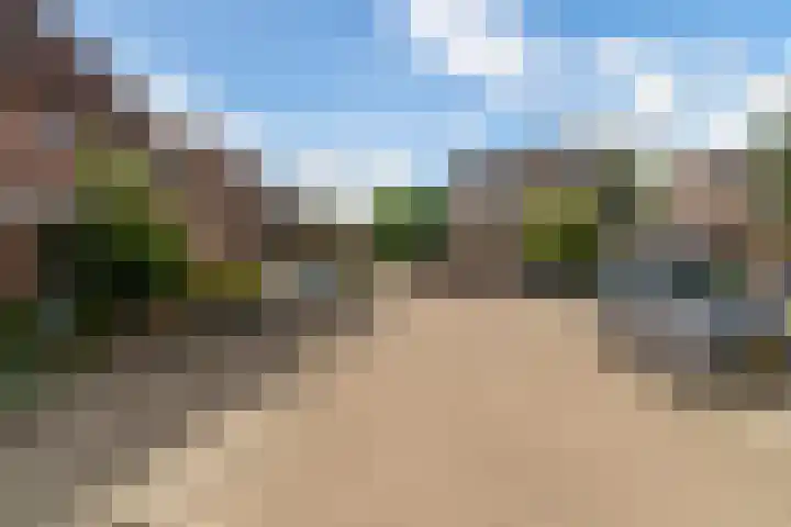 Goudplevier 38 Waspik thumbnail 11