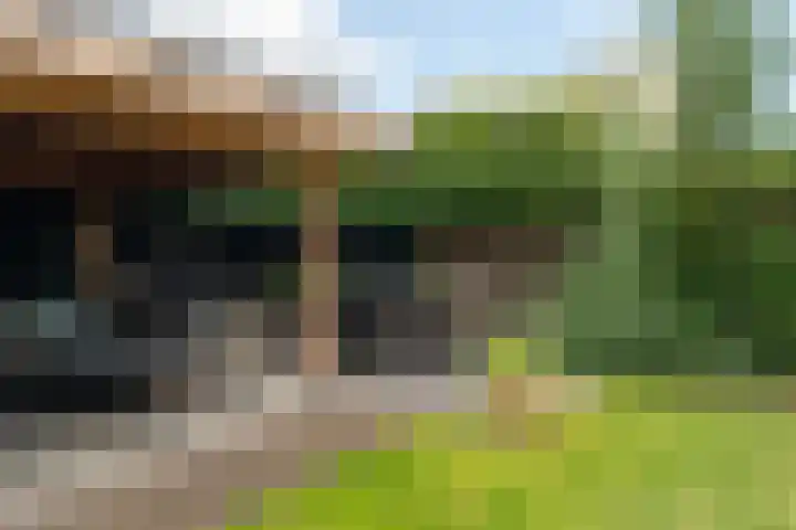 Goudplevier 38 Waspik thumbnail 9
