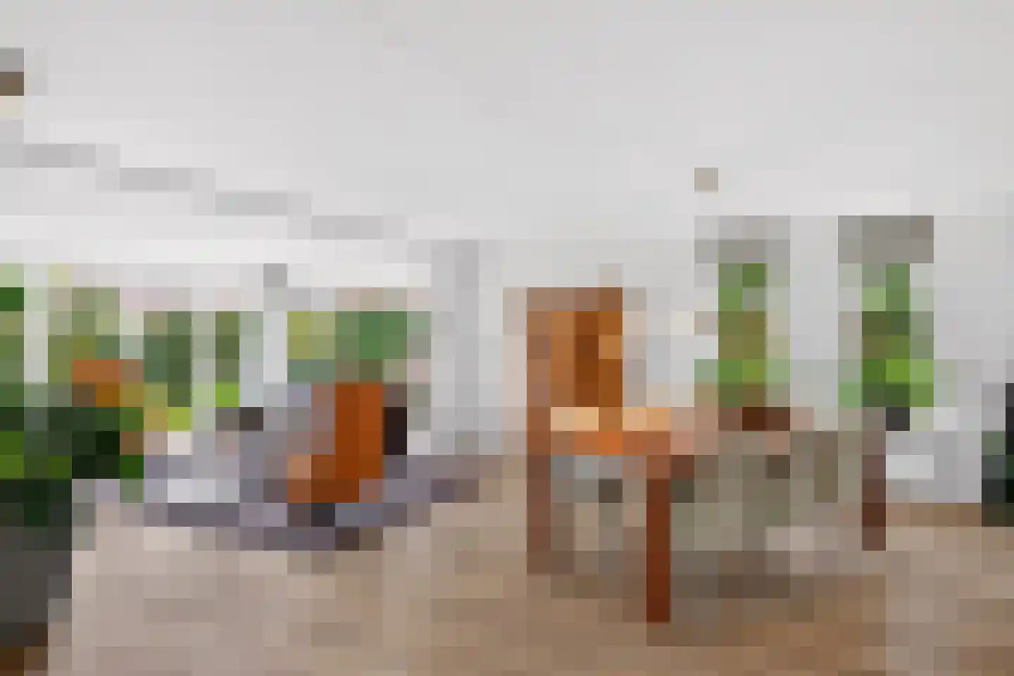 Goudplevier 4 Raalte thumbnail 12