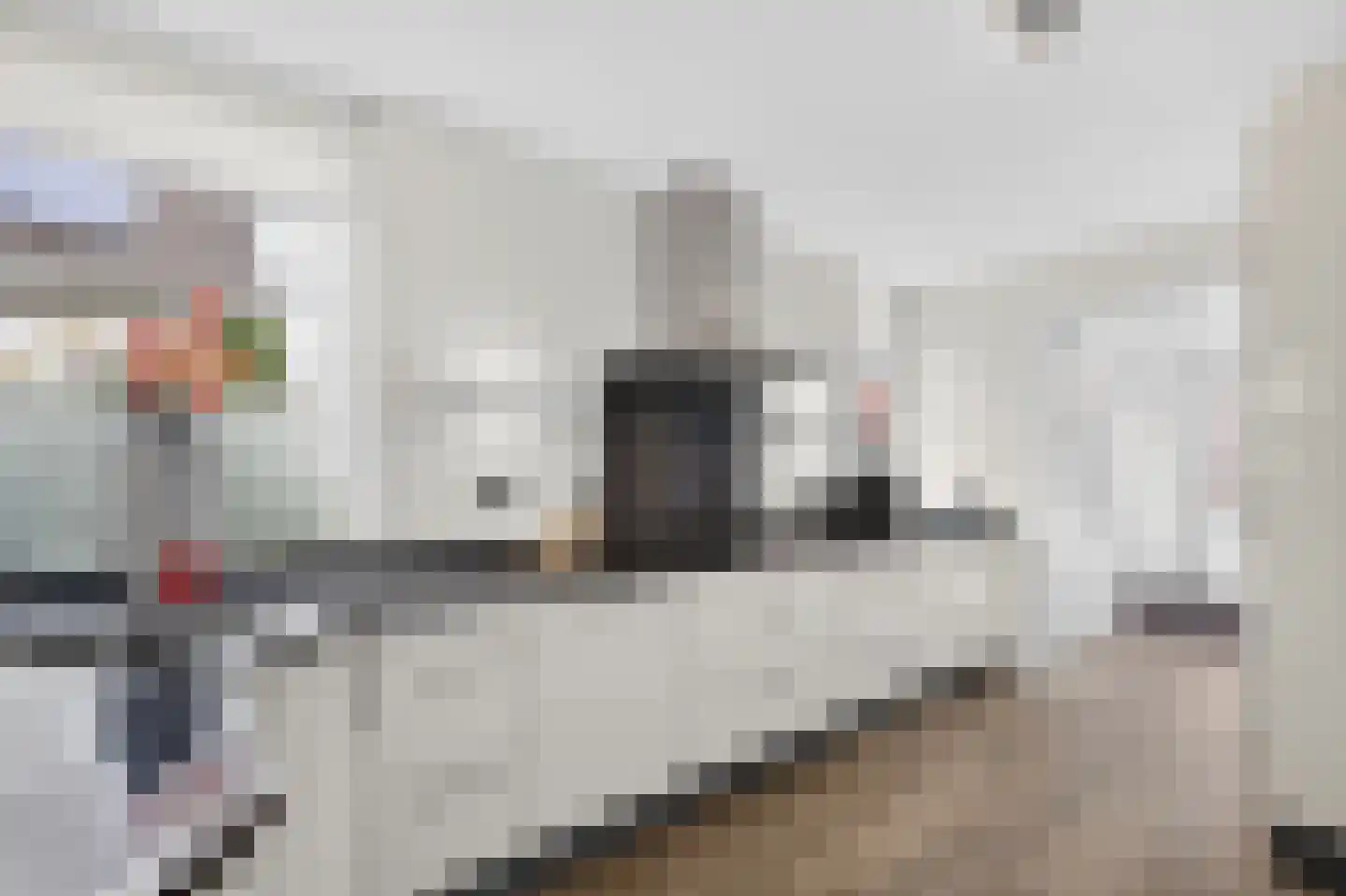 Goudplevier 4 Raalte thumbnail 20