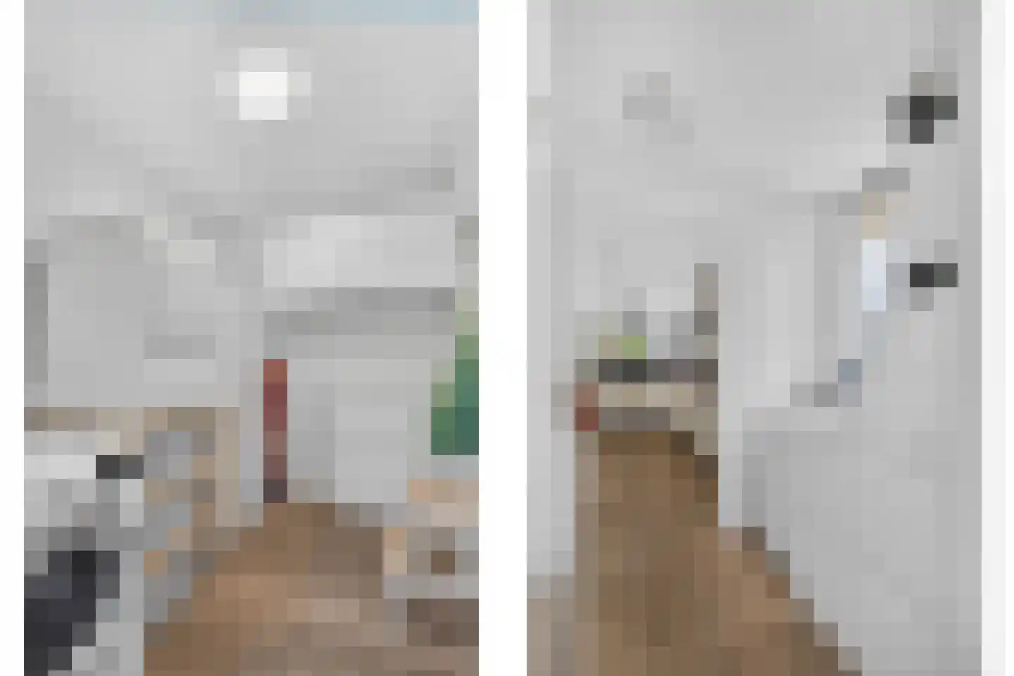 Goudplevier 4 Raalte thumbnail 24
