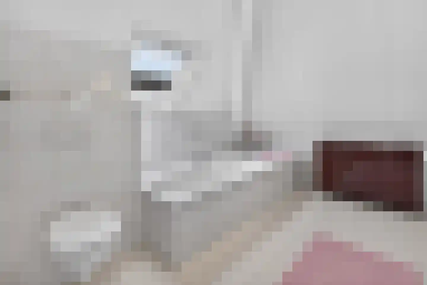 Goudplevier 4 Raalte thumbnail 33
