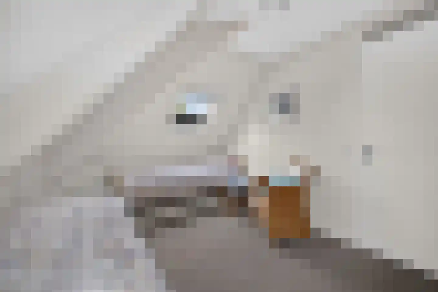Goudplevier 4 Raalte thumbnail 38