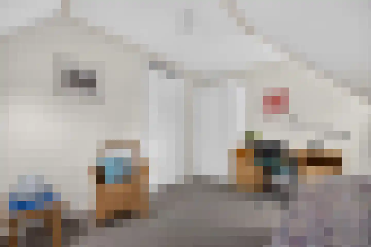 Goudplevier 4 Raalte thumbnail 39