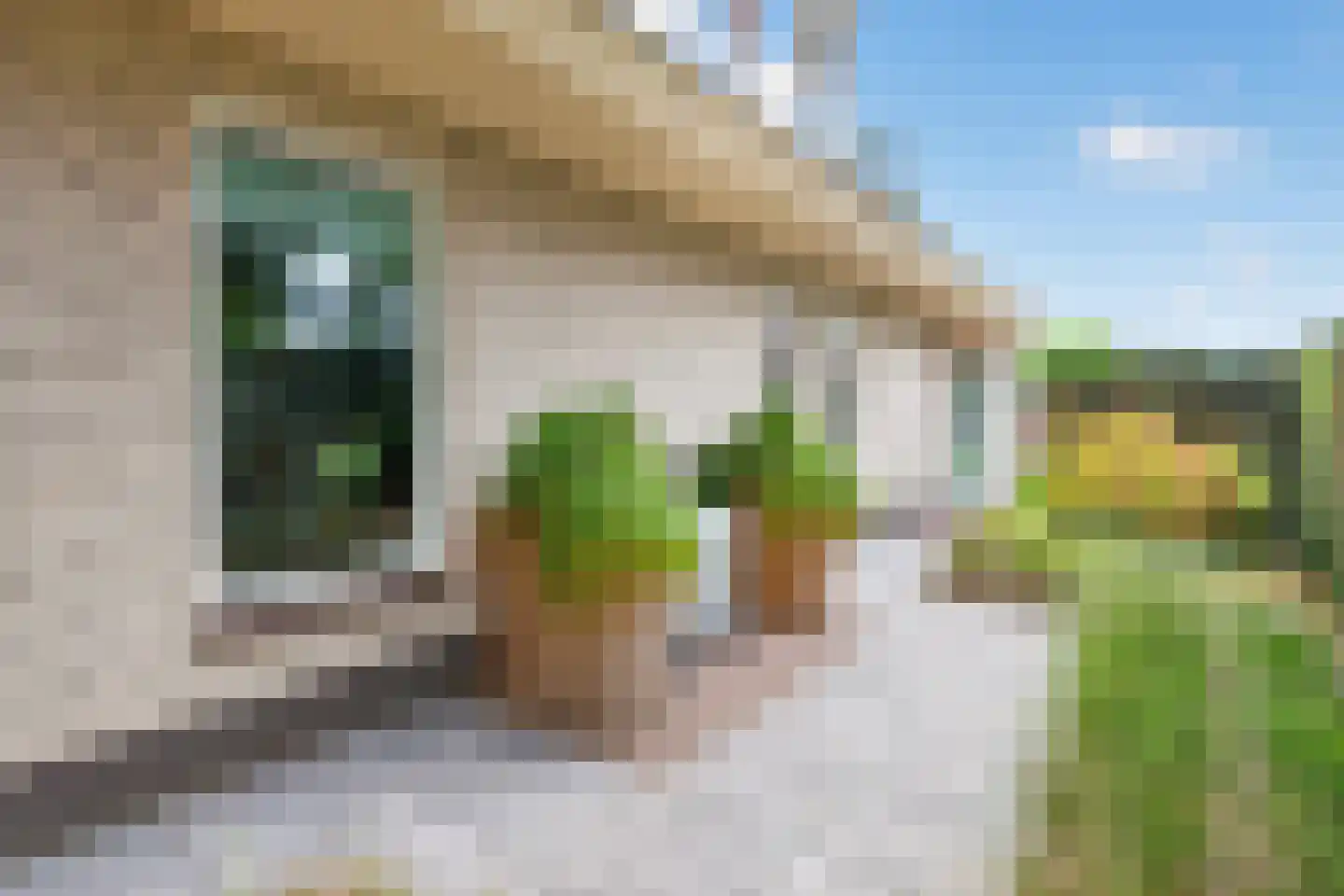 Goudplevier 4 Raalte thumbnail 52