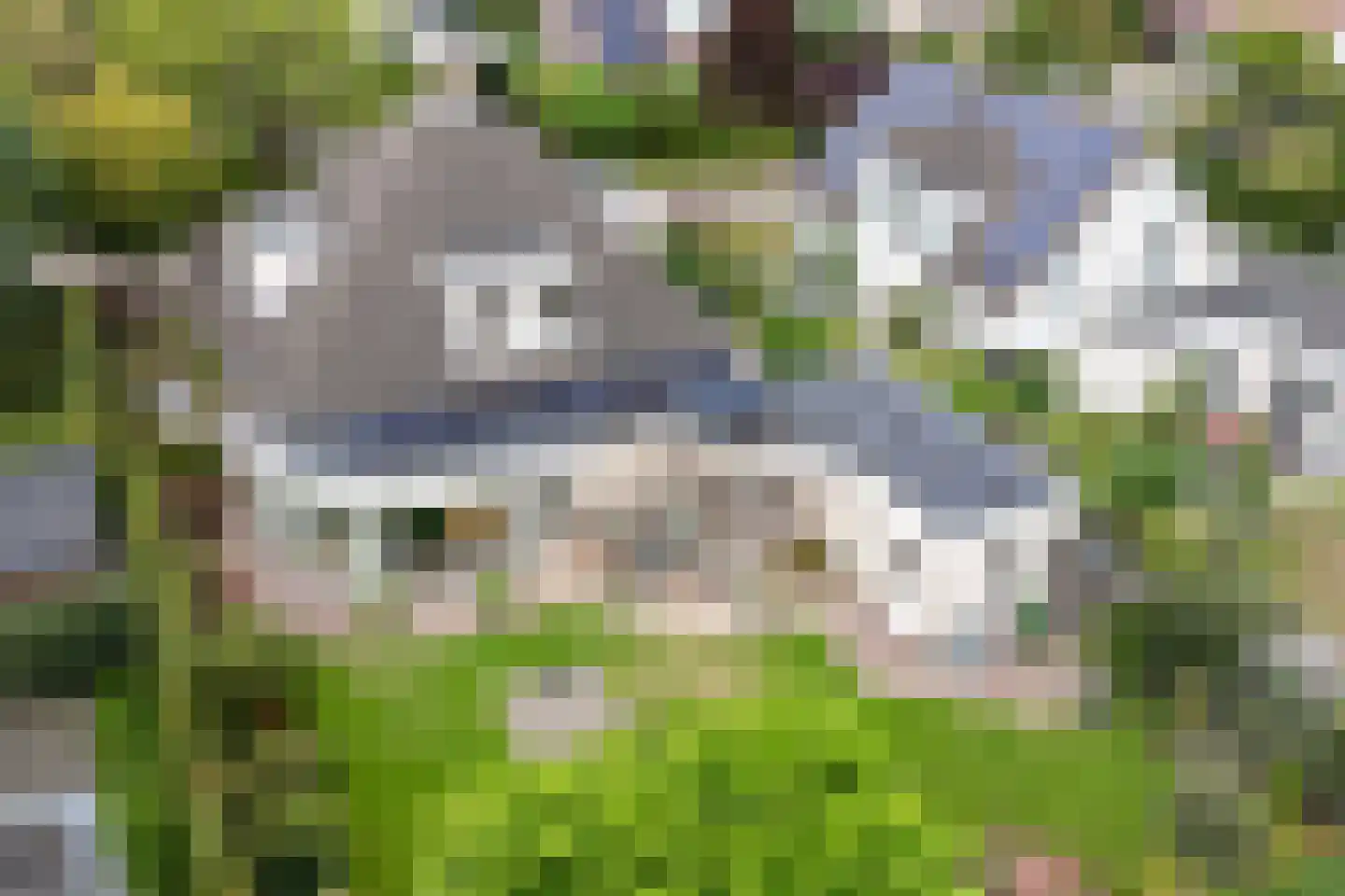 Goudplevier 4 Raalte thumbnail 53