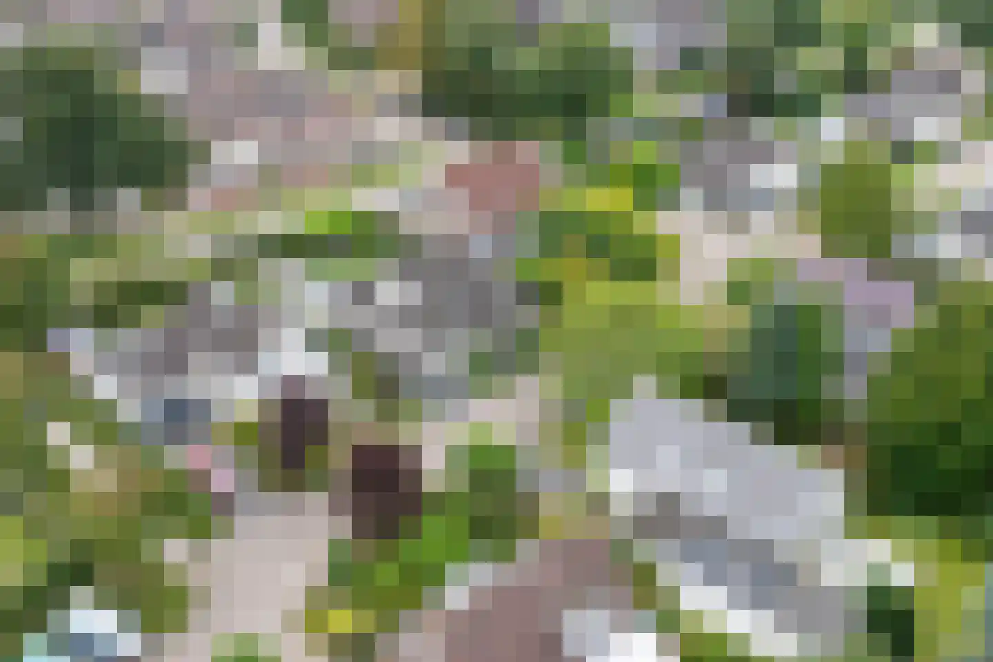 Goudplevier 4 Raalte thumbnail 54
