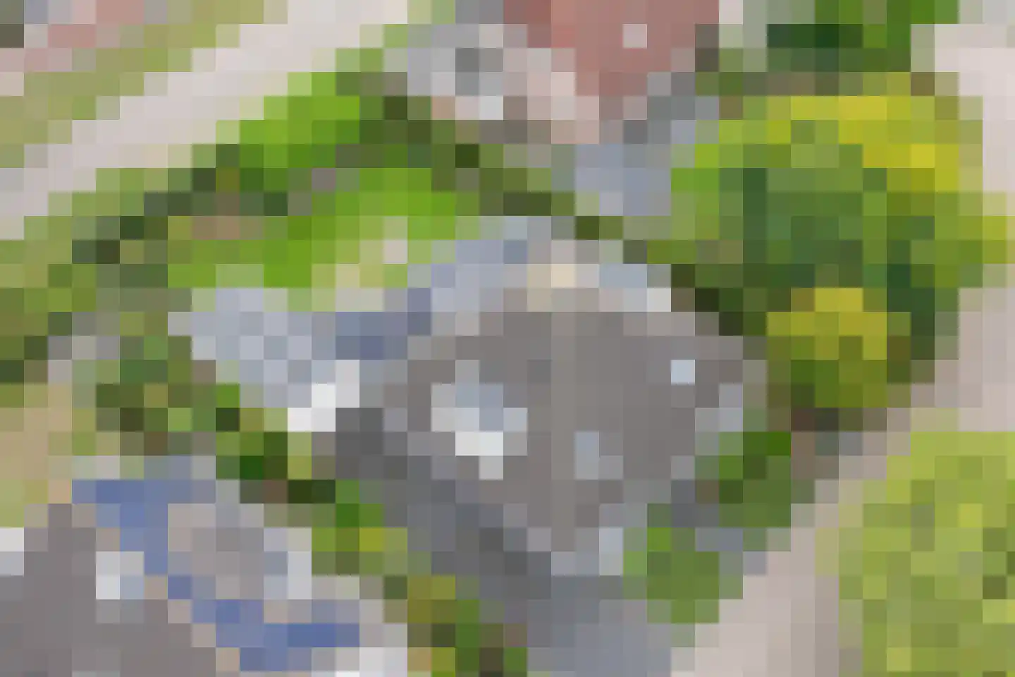 Goudplevier 4 Raalte thumbnail 55