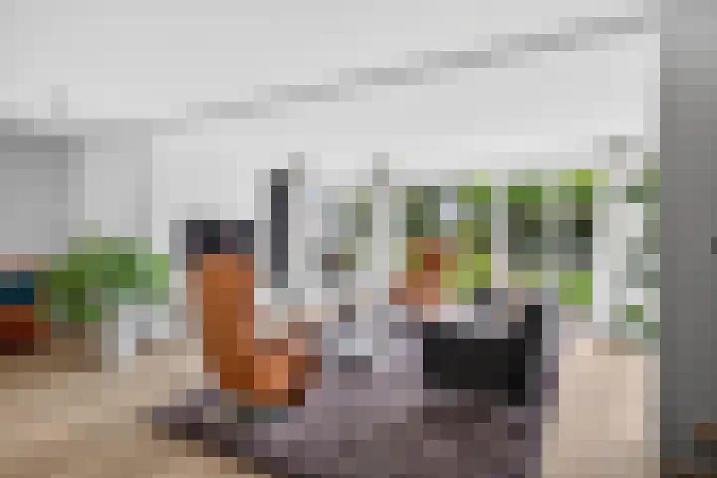 Goudplevier 4 Raalte thumbnail 9