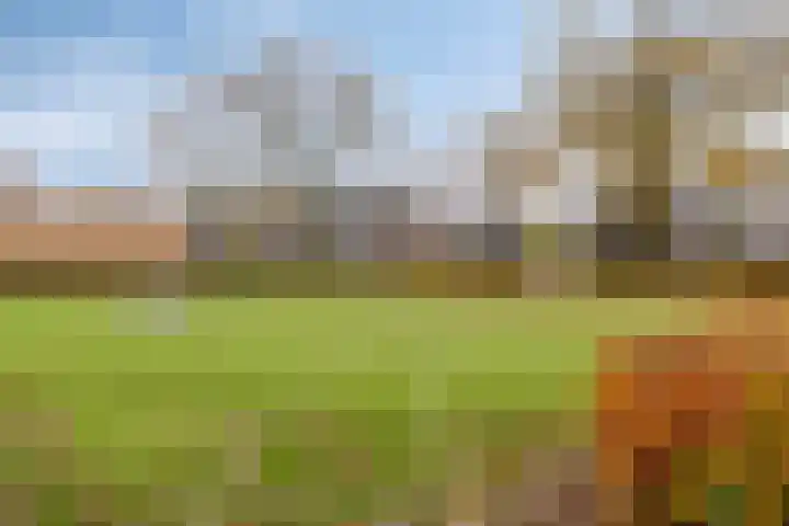Goudplevier 76 Oss thumbnail 29