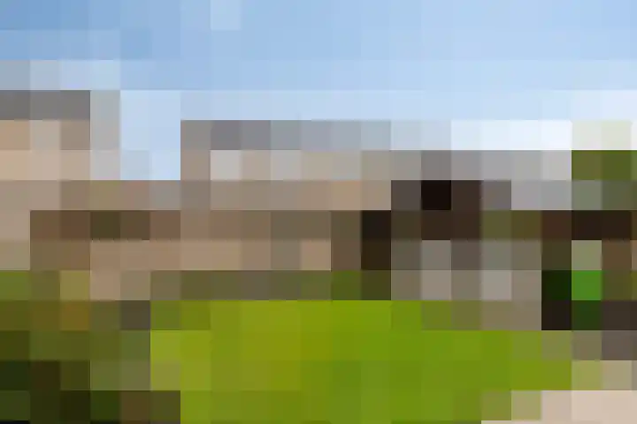 Goudplevier 76 Oss thumbnail 5