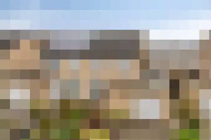 Goudplevier 76 Oss thumbnail 6