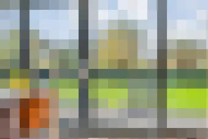 Goudplevier 9 Raalte thumbnail 14