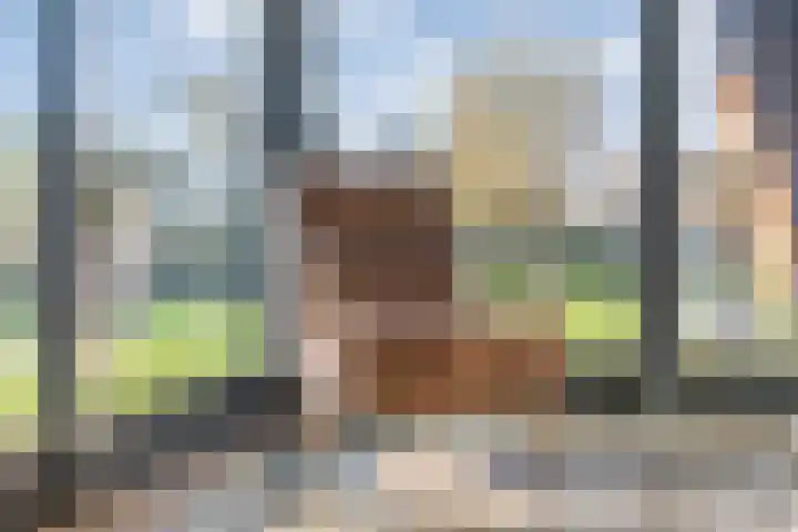 Goudplevier 9 Raalte thumbnail 16