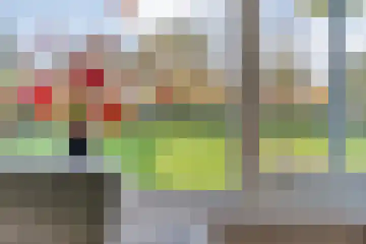 Goudplevier 9 Raalte thumbnail 18