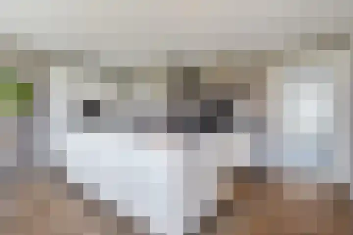 Goudplevier 9 Raalte thumbnail 21