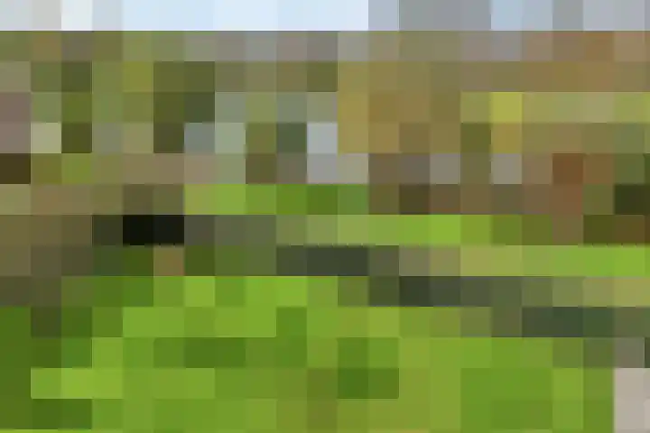 Goudplevier 9 Raalte thumbnail 4