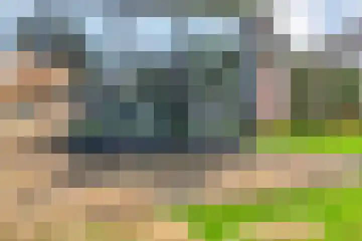 Goudplevier 9 Raalte thumbnail 43