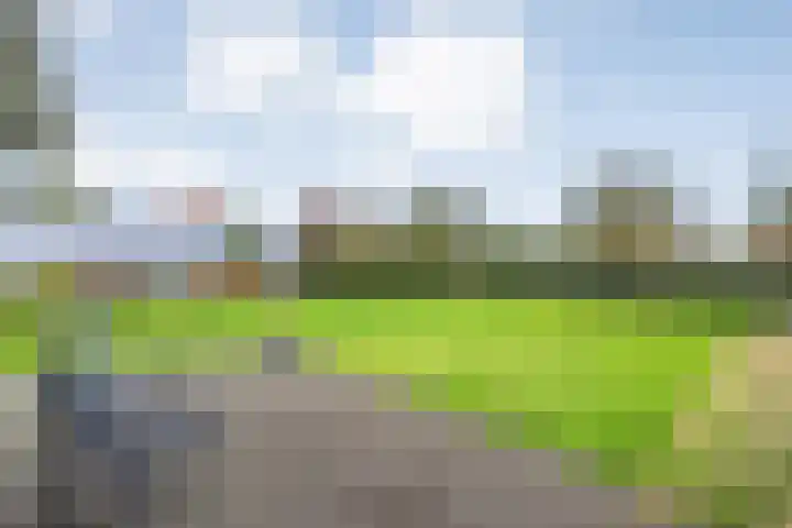 Goudplevier 9 Raalte thumbnail 44