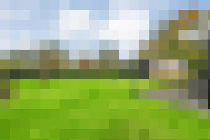 Goudplevier 9 Raalte thumbnail 45
