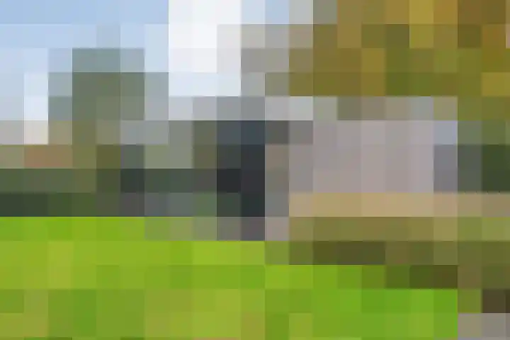 Goudplevier 9 Raalte thumbnail 46