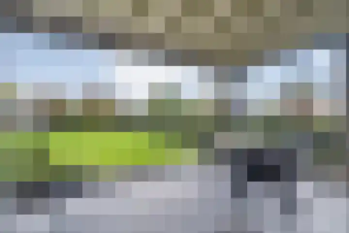 Goudplevier 9 Raalte thumbnail 48