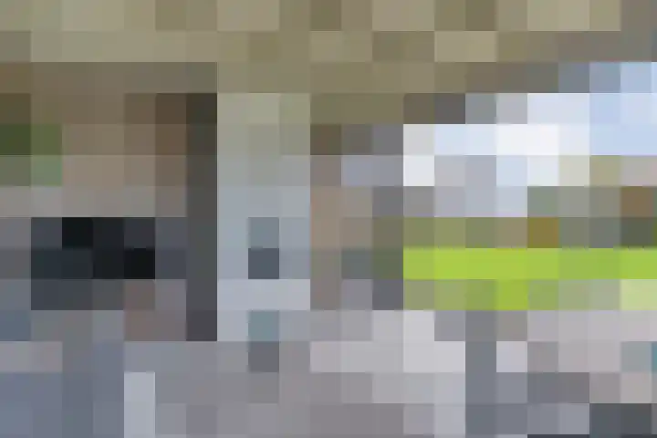 Goudplevier 9 Raalte thumbnail 49