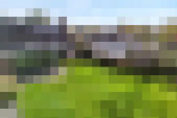 Goudplevier 9 Raalte thumbnail 5