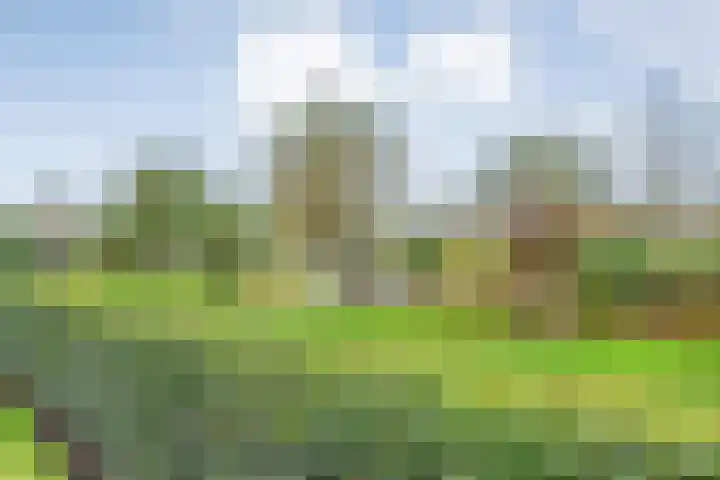 Goudplevier 9 Raalte thumbnail 52