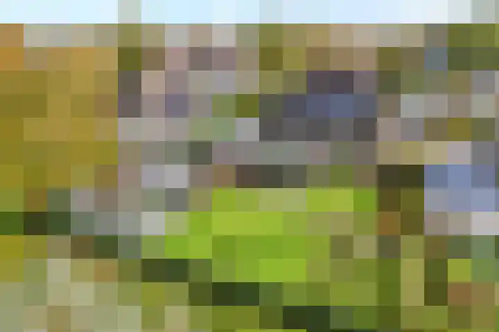Goudplevier 9 Raalte thumbnail 53